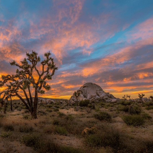 Capturing the Magic: Top Photo Ops in Joshua Tree National Park
